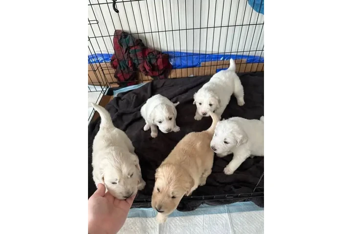 $350 : Cachorros Golden Retriever image 2