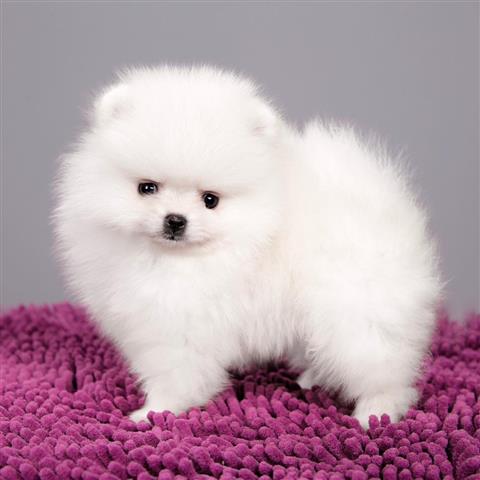 $400 : Cute Pomeranian Puppy Ready image 2