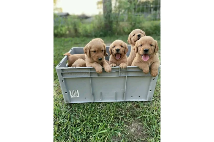 $350 : Cachorros Golden Retriever image 5