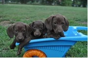 Cachorro de perro salchicha en Portland ME