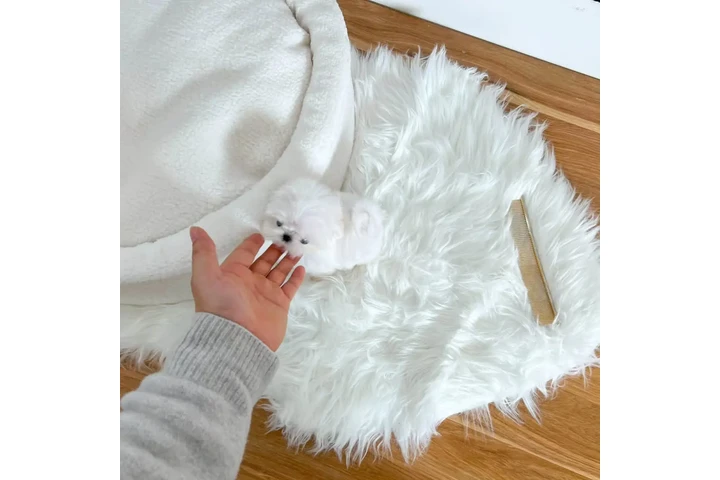 $350 : bichón miniatura image 3