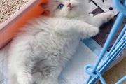 4 Ragdoll Kittens For Sale en Kings County