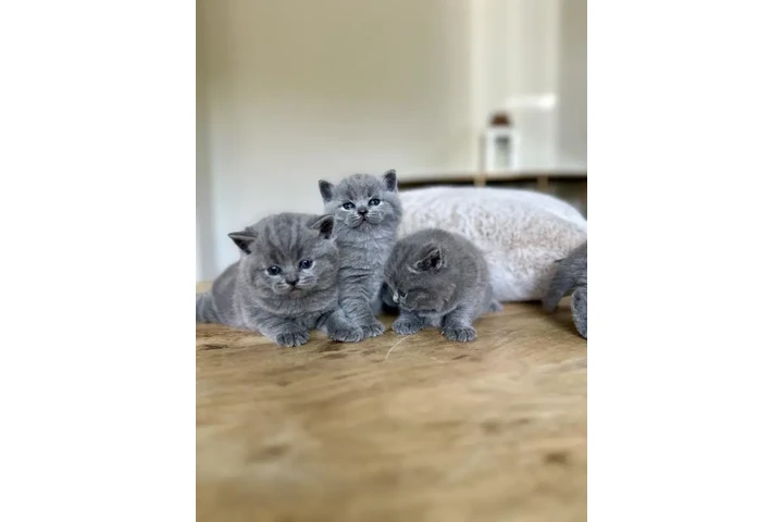 $340 : BSH Kittens For Sale image 1