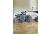 BSH Kittens For Sale en Jersey City