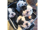 Bulldog inglés en Los Angeles