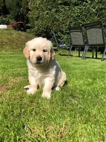 Champion Kc Registered Golden image 2
