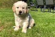 Champion Kc Registered Golden thumbnail