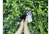 $599 : lindos MalShih thumbnail