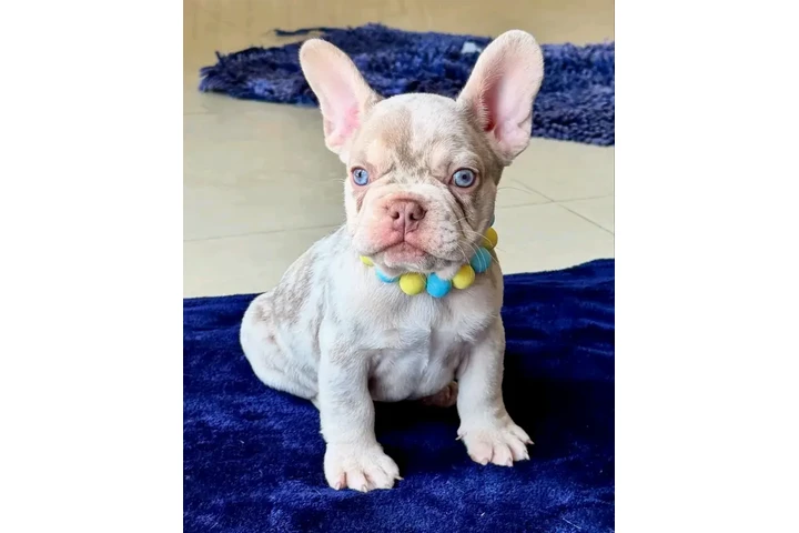 $250 : Adopción de cachorros de bulld image 4