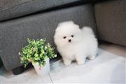 $500 : Hermosas cachorros pomerania a thumbnail