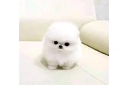 Pomeranian puppie / French bul en Los Angeles