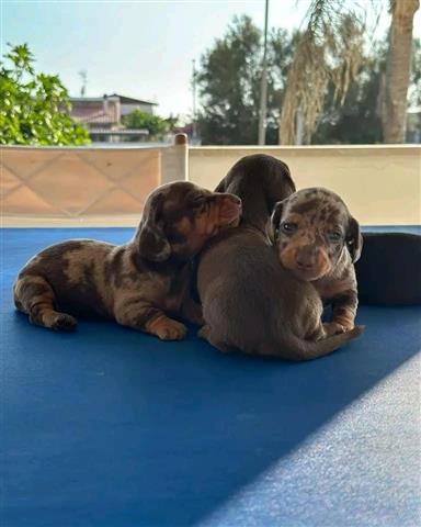 $400 : Vaccinated dachshund puppies image 1