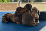 $400 : Vaccinated dachshund puppies thumbnail