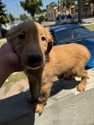 $500 : Golden retrive image 2