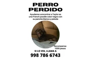 Mascota perdida. en Merida MX