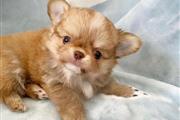 $300 : Chihuahua puppy for adoption thumbnail