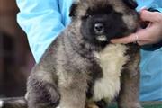 Akita puppies for adoption