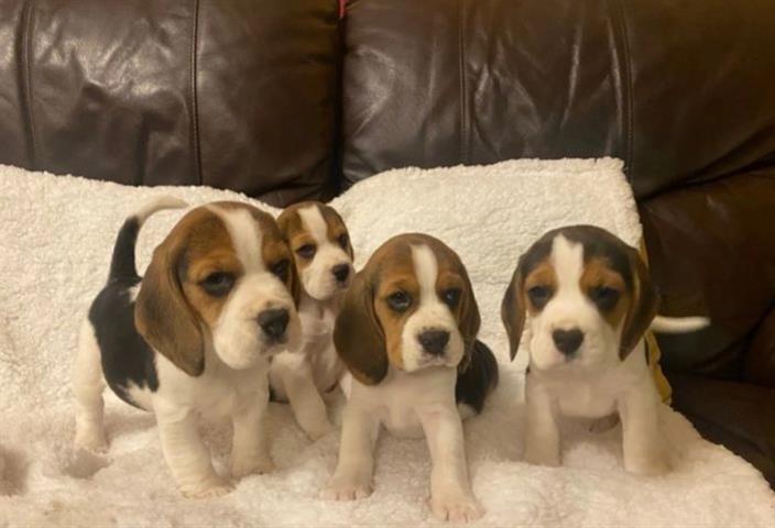 $250 : Gorgeous Beagle Puppies ready image 1