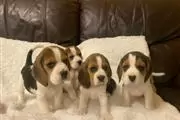 Gorgeous Beagle Puppies ready en Denver