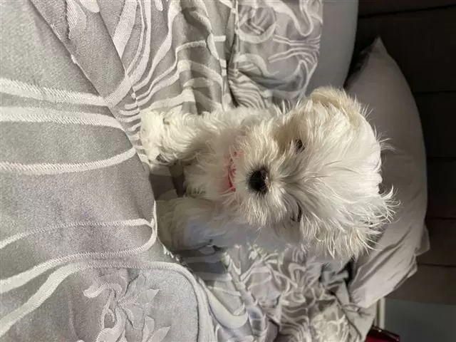 Maltese puppies image 2