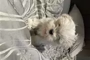 Maltese puppies thumbnail