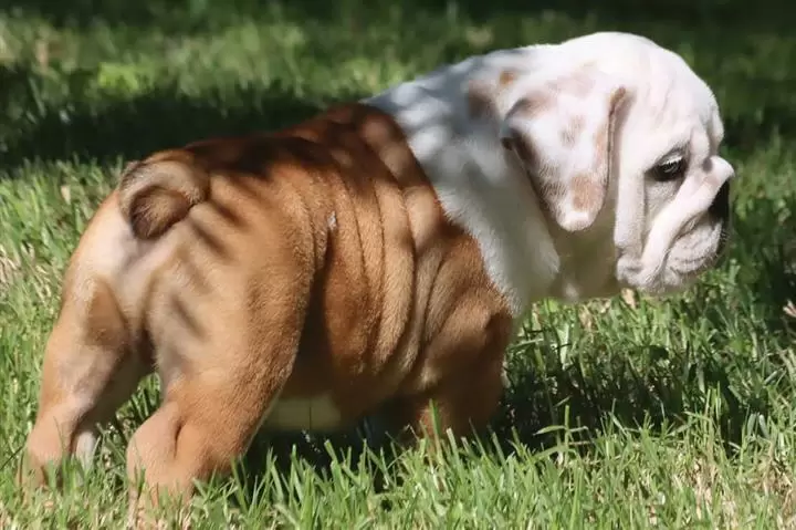 $100 : nice10wks  E.bulldogs 4u ready image 4