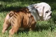 $100 : nice10wks  E.bulldogs 4u ready thumbnail