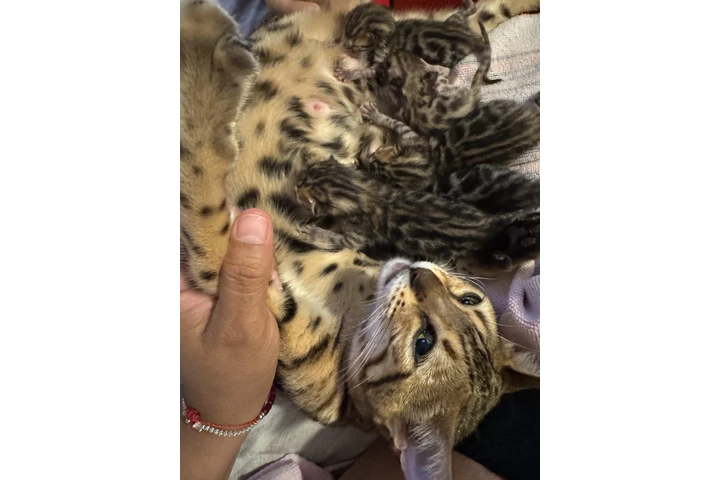 $1000 : Gatitos Bengal image 2