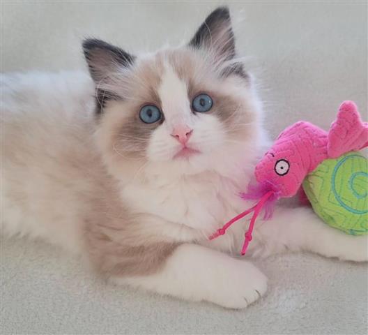 $310 : Ragdoll Kittens For Sale image 1