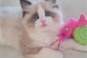 Ragdoll Kittens For Sale en Jersey City