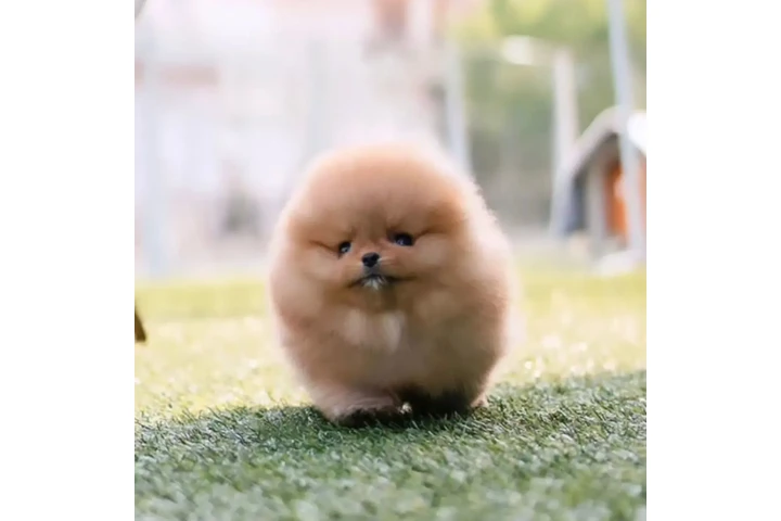 $600 POM image 4