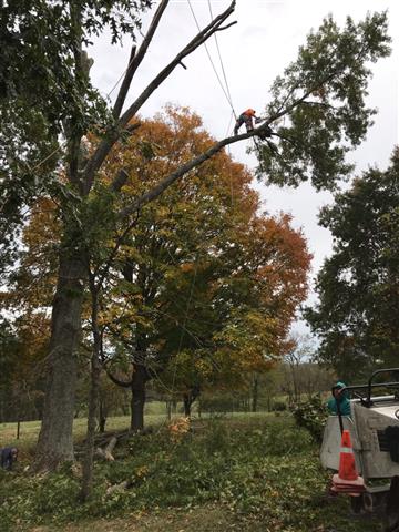 Sanchez Tree Service, LLC image 3