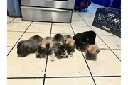 🐾 Cachorros en venta 🐾 en Los Angeles