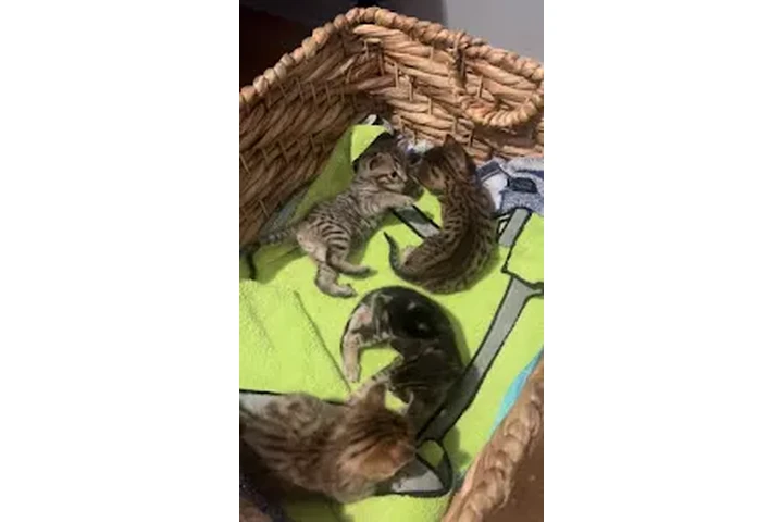 $10 : Gatitos raza savanna 🐱 image 5
