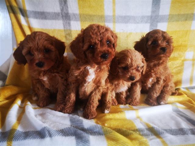 $420 : Adorable Cavapoo puppies image 1