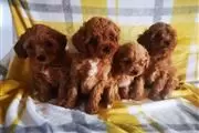 Adorable Cavapoo puppies en Montana