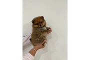 $600 : Cachorros de Pomerania thumbnail