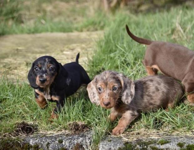 $250 : dachshunds puppies image 4