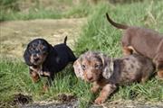 $250 : dachshunds puppies thumbnail