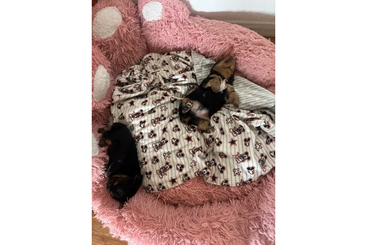 $1200 : YORKIE TERRIER image 2