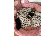 $1200 : YORKIE TERRIER thumbnail