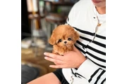 $350 : cachorros mini taza de té thumbnail