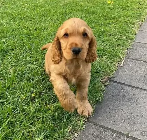 $500 : Cocker Spaniel Pups For Sale image 1