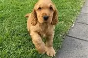 Cocker Spaniel Pups For Sale en Atlanta