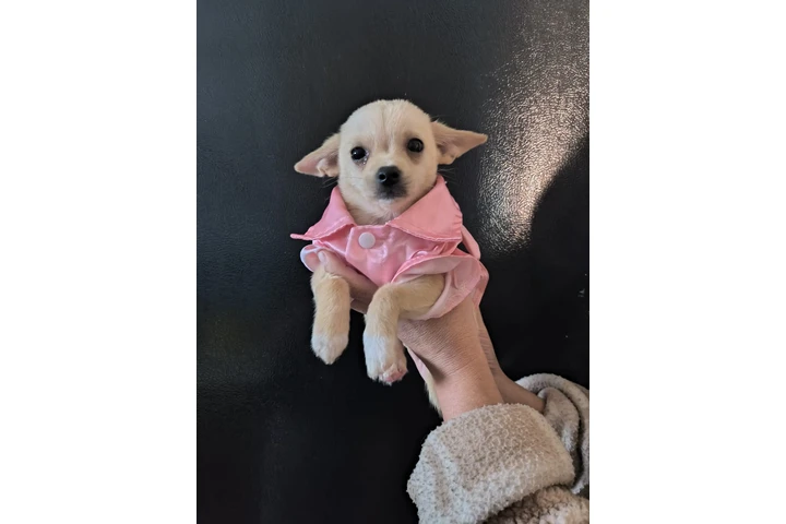$250 : Puppie mini chihuahua image 1