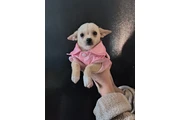 Puppie mini chihuahua en Los Angeles