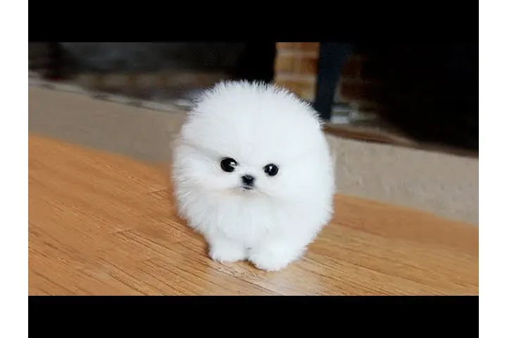 $100 : Maltese puppy image 1