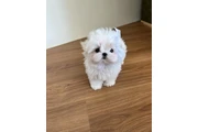 Maltese en venta en Newark