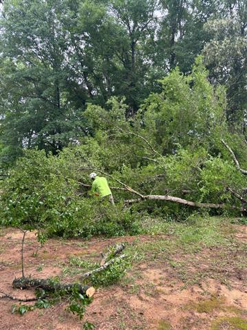 Tree Services in Montgomery AL image 6