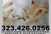 FUMIGACIONES👉👉👉TERMITE-BUGS en Los Angeles